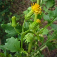 Gynura lycopersicifolia DC.